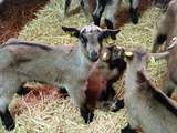 Dégustation à la Ferme du Brégalon