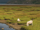 Highlands: étape de notre séjour en Ecosse