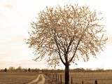 Arbre dans son environnement / Tree in its Environment