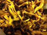 Chanterrelles (Champignons)