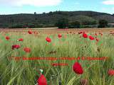 C’est la saison rouge, cerises et coquelicots