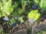 Faire sécher des herbes aromatiques