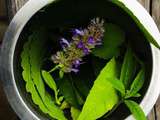 Finir en douceur  Infusion Agastache & Verveine