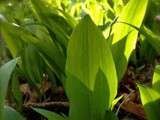 L'Ail des Ours (ALLium ursinum)