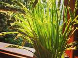 L' Asperge des bois