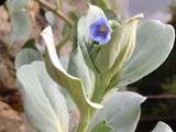 Mertensia Maritina