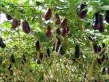 Aubergines