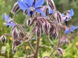 Bourrache : Une Étoile du Printemps en Cuisine