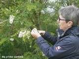 Beignets de fleurs d'acacia