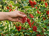 Ces petits souvenirs rouges qui ont le goût de l’été