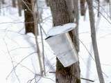 Cabane à sucre et sirop d'érable