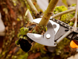 5 arbres qu’il faut absolument élaguer à l’automne pour éviter les mauvaises surprises