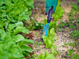 6 Gestes d’automne qui changent tout pour un potager prêt à l’hiver