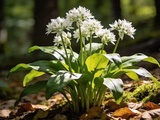 Ail des ours : où le trouver en forêt, comment le reconnaître sans danger et la recette du beurre maison