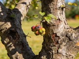 Arbre que les catalogues ont abandonné produit encore des fruits que personne ne sait nommer