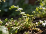 Certaines herbes que le jardinier combat depuis des années rendent en réalité un service invisible