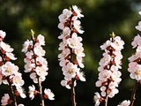 Ces 5 arbres à fleurs réclament le sécateur dès maintenant — après, il sera trop tard pour l’été