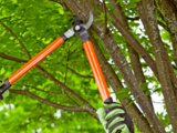 Ces 5 arbres qu’il faut élaguer avant l’hiver pour éviter les mauvaises surprises au printemps