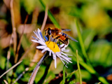 Ces fleurs de fin d’automne attirent les abeilles quand tout le reste disparaît