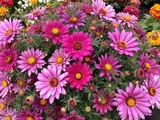 Ces fleurs increvables qui gardent votre jardin superbe malgré les premières gelées