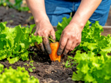 Ces semis oubliés de début octobre donnent un potager surprenant au printemps