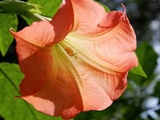 Cette fleur kamikaze qui sacrifie pour protéger vos légumes des pucerons dès mars