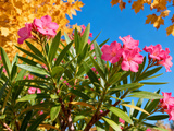 Cette simple action d’octobre permet au laurier-rose de traverser l’hiver sans problème