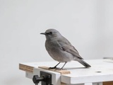 Comment cuisiner le pigeon : techniques, préparation et recettes