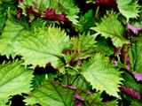 Du shiso, du jus et des semis : ce que j’ai découvert en testant cette méthode au jardin