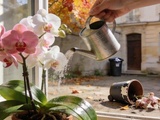 En automne les Belges font quelque chose à leurs orchidées que les Français jettent à la place