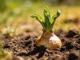 Enfoui depuis l’automne dernier, ce bulbe va surgir de terre en juin et tout le monde va demander ce que c’est