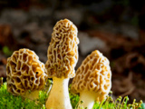 Faire pousser des morilles dans son jardin : le secret enfin révélé