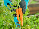 Grand-père jurait que ce geste rendait les carottes plus sucrées