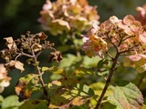Hortensias récalcitrants, l’erreur de sécateur qui bloque la floraison année après année