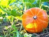 J’ai compris trop tard pourquoi mes courges pourrissaient et voici comment éviter ça
