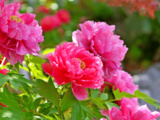J’ai découvert pourquoi mes pivoines restaient maigres et la solution est toute simple