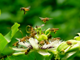 L’arbre étonnant qui attire les abeilles même quand la saison des fleurs touche à sa fin