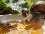 Limaces et escargots : le piège à bière fonctionne-t-il vraiment ou est-ce un mythe de jardinier