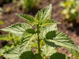 Orties au jardin : mauvaise herbe ou alliée précieuse