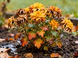 Oubliez les chrysanthèmes : cette plante d’automne résiste mieux au froid et à la pluie