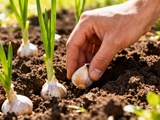 Planter de l’ail maintenant assure une récolte généreuse dès le printemps