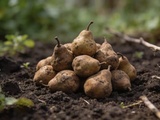 Poires de terre : la légume oublié qui mérite qu’on le redécouvre