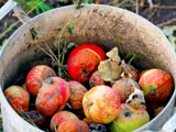 Pommes abîmées se sont révélées être l’engrais gratuit le plus efficace du potager