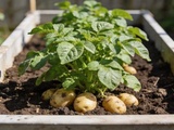 Pommes de terre en avril, cette méthode verticale en conteneur triple le rendement au sol
