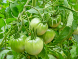 Que faire avec les dernières tomates vertes avant l’arrivée du froid
