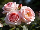 Roses du Japon ne ressemblent pas aux nôtres, et la différence vient d’une habitude prise en hiver