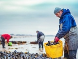 Saison des moules en France : les bons mois pour se régaler sans crainte