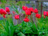 Secret des horticulteurs pour des tulipes qui fleurissent plus tôt et plus fort au printemps