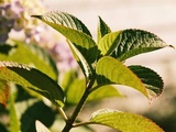 Si vous avez fait cette erreur au printemps votre hortensia ne fleurira pas de tout l’été