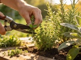 Tailler les aromatiques vivaces en mars : le bon geste pour que thym, romarin et sauge repartent en force
